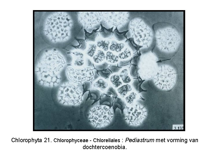 Chlorophyta 21. Chlorophyceae - Chlorellales : Pediastrum met vorming van dochtercoenobia. 