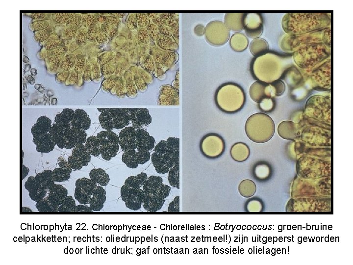 Chlorophyta 22. Chlorophyceae - Chlorellales : Botryococcus: groen-bruine celpakketten; rechts: oliedruppels (naast zetmeel!) zijn