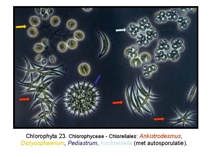 Chlorophyta 23. Chlorophyceae - Chlorellales: Ankistrodesmus, Dictyosphaerium, Pediastrum, Kirchneriella (met autosporulatie). 