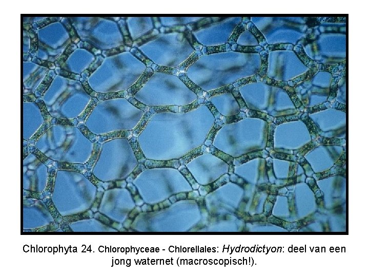 Chlorophyta 24. Chlorophyceae - Chlorellales: Hydrodictyon: deel van een jong waternet (macroscopisch!). 