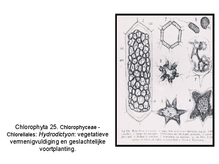 Chlorophyta 25. Chlorophyceae Chlorellales: Hydrodictyon: vegetatieve vermenigvuldiging en geslachtelijke voortplanting. 