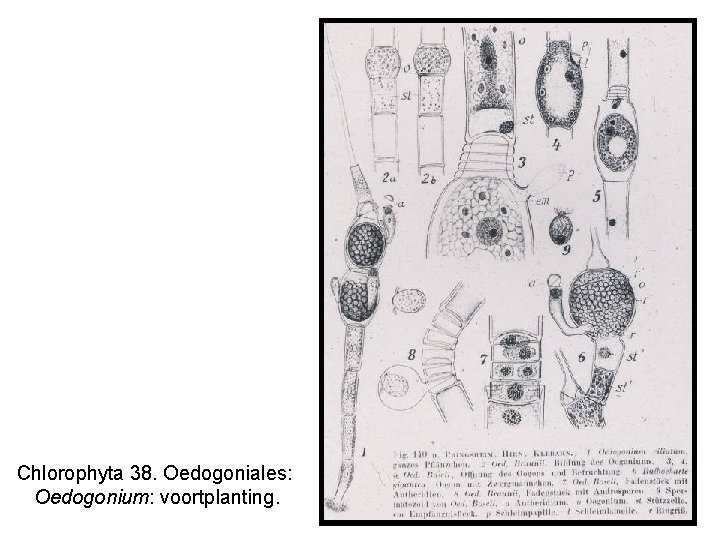 Chlorophyta 38. Oedogoniales: Oedogonium: voortplanting. 