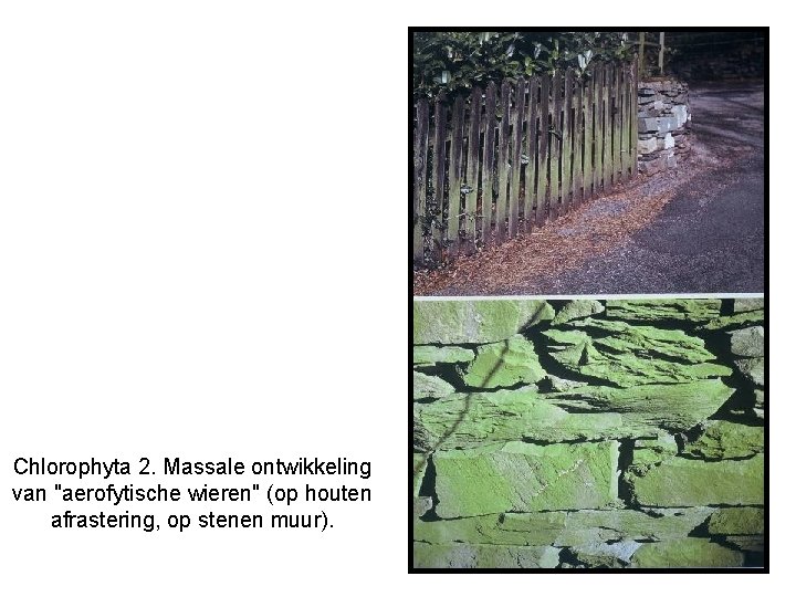 Chlorophyta 2. Massale ontwikkeling van "aerofytische wieren" (op houten afrastering, op stenen muur). 