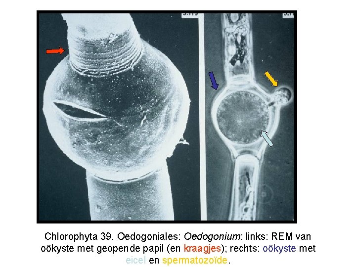 Chlorophyta 39. Oedogoniales: Oedogonium: links: REM van oökyste met geopende papil (en kraagjes); rechts: