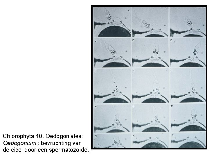 Chlorophyta 40. Oedogoniales: Oedogonium : bevruchting van de eicel door een spermatozoïde. 