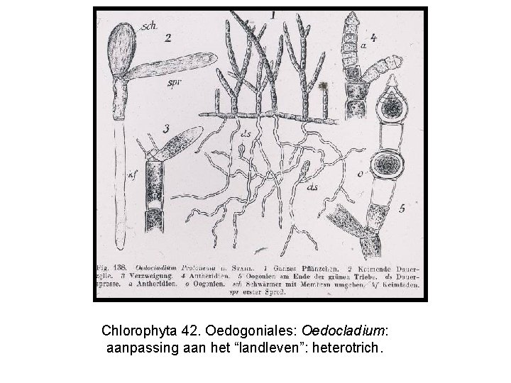 Chlorophyta 42. Oedogoniales: Oedocladium: aanpassing aan het “landleven”: heterotrich. 