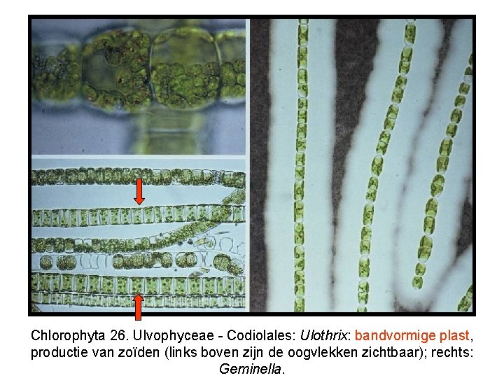 Chlorophyta 26. Ulvophyceae - Codiolales: Ulothrix: bandvormige plast, productie van zoïden (links boven zijn