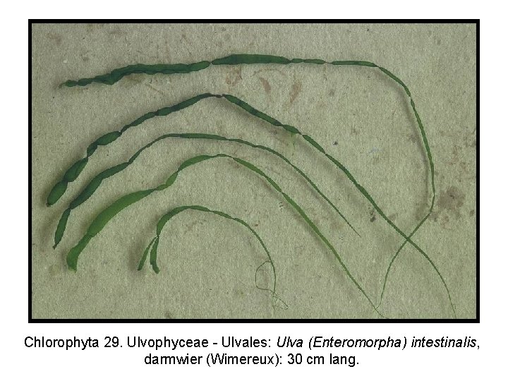 Chlorophyta 29. Ulvophyceae - Ulvales: Ulva (Enteromorpha) intestinalis, darmwier (Wimereux): 30 cm lang. 
