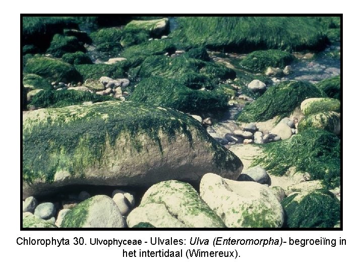 Chlorophyta 30. Ulvophyceae - Ulvales: Ulva (Enteromorpha)- begroeiïng in het intertidaal (Wimereux). 