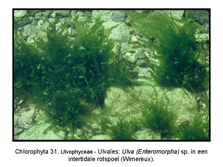 Chlorophyta 31. Ulvophyceae - Ulvales: Ulva (Enteromorpha) sp. in een intertidale rotspoel (Wimereux). 