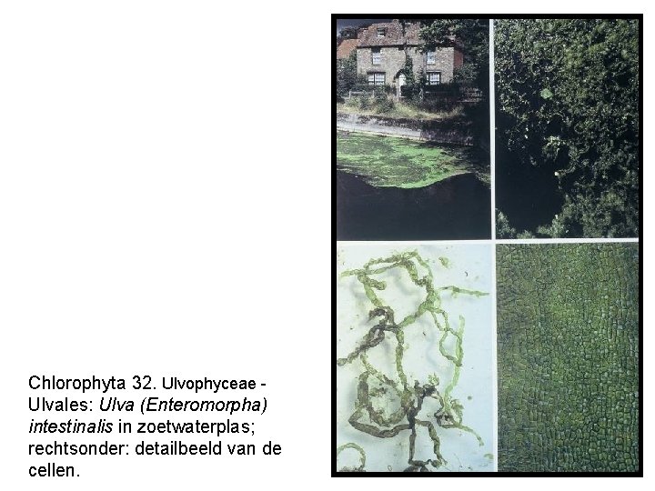 Chlorophyta 32. Ulvophyceae Ulvales: Ulva (Enteromorpha) intestinalis in zoetwaterplas; rechtsonder: detailbeeld van de cellen.