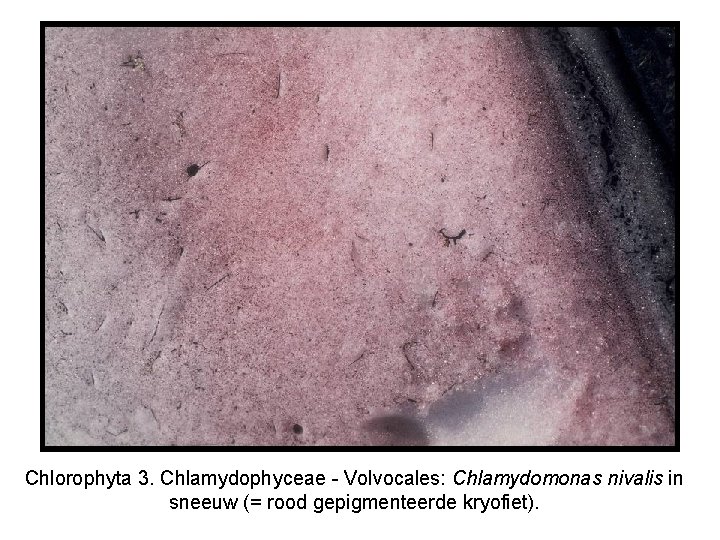 Chlorophyta 3. Chlamydophyceae - Volvocales: Chlamydomonas nivalis in sneeuw (= rood gepigmenteerde kryofiet). 