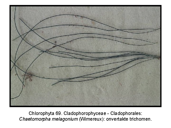 Chlorophyta 69. Cladophorophyceae - Cladophorales: Chaetomorpha melagonium (Wimereux): onvertakte trichomen. 