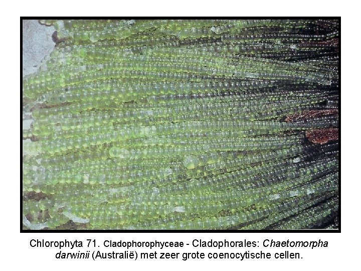 Chlorophyta 71. Cladophorophyceae - Cladophorales: Chaetomorpha darwinii (Australië) met zeer grote coenocytische cellen. 