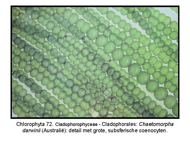 Chlorophyta 72. Cladophorophyceae - Cladophorales: Chaetomorpha darwinii (Australië): detail met grote, subsferische coenocyten. 