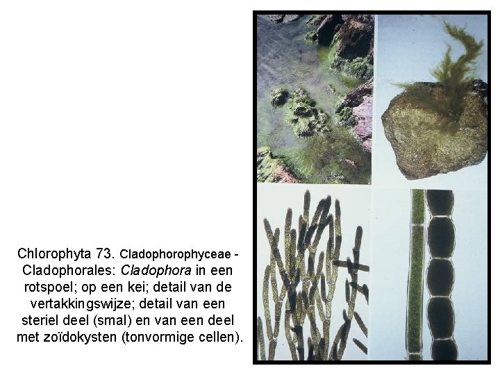 Chlorophyta 73. Cladophorophyceae Cladophorales: Cladophora in een rotspoel; op een kei; detail van de