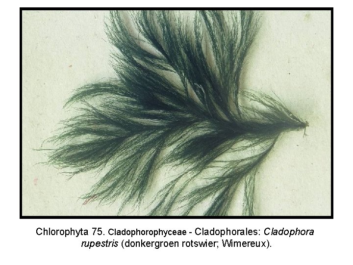 Chlorophyta 75. Cladophorophyceae - Cladophorales: Cladophora rupestris (donkergroen rotswier; Wimereux). 