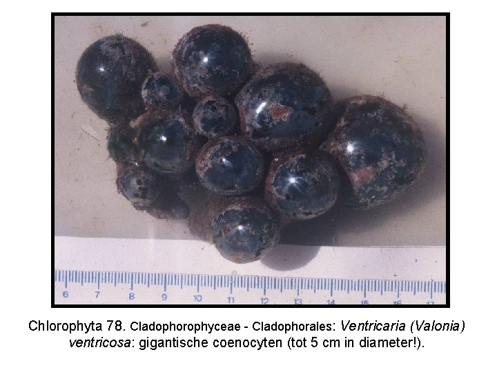 Chlorophyta 78. Cladophorophyceae - Cladophorales: Ventricaria (Valonia) ventricosa: gigantische coenocyten (tot 5 cm in