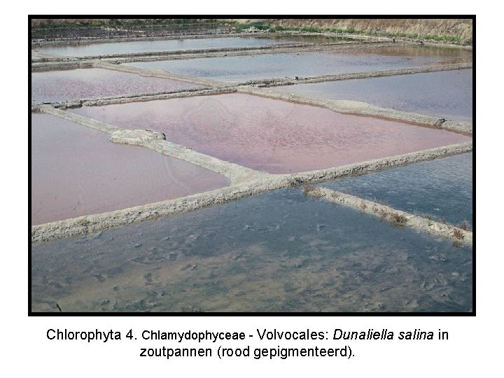 Chlorophyta 4. Chlamydophyceae - Volvocales: Dunaliella salina in zoutpannen (rood gepigmenteerd). 