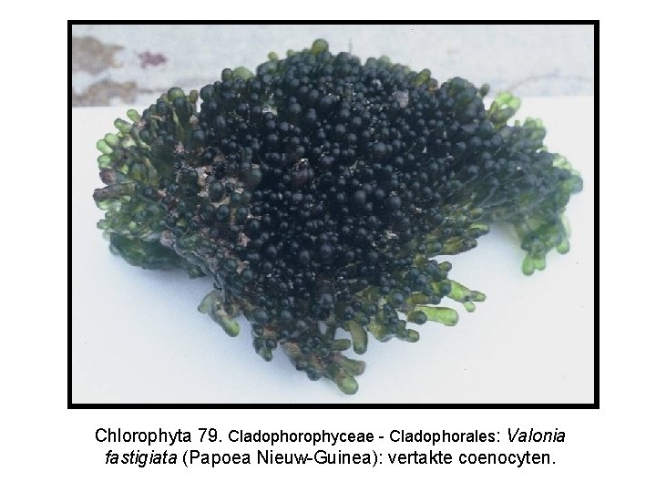 Chlorophyta 79. Cladophorophyceae - Cladophorales: Valonia fastigiata (Papoea Nieuw-Guinea): vertakte coenocyten. 