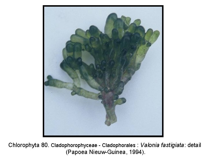 Chlorophyta 80. Cladophorophyceae - Cladophorales : Valonia fastigiata: detail (Papoea Nieuw-Guinea, 1994). 