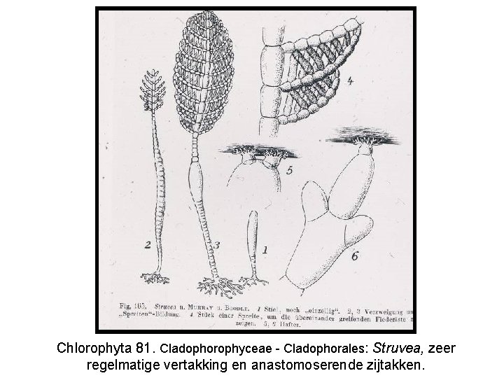 Chlorophyta 81. Cladophorophyceae - Cladophorales: Struvea, zeer regelmatige vertakking en anastomoserende zijtakken. 