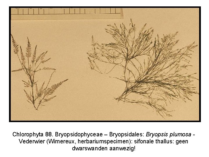 Chlorophyta 88. Bryopsidophyceae – Bryopsidales: Bryopsis plumosa Vederwier (Wimereux, herbariumspecimen): sifonale thallus: geen dwarswanden