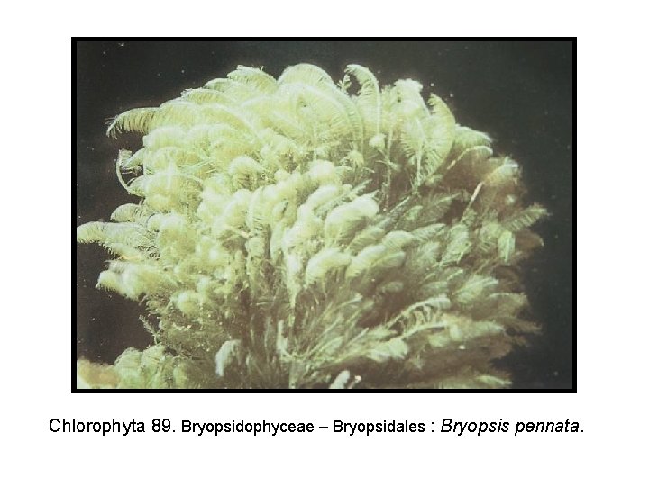 Chlorophyta 89. Bryopsidophyceae – Bryopsidales : Bryopsis pennata. 