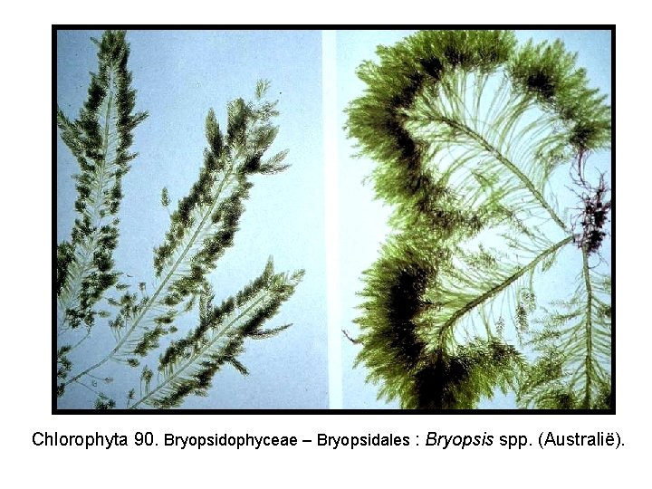 Chlorophyta 90. Bryopsidophyceae – Bryopsidales : Bryopsis spp. (Australië). 