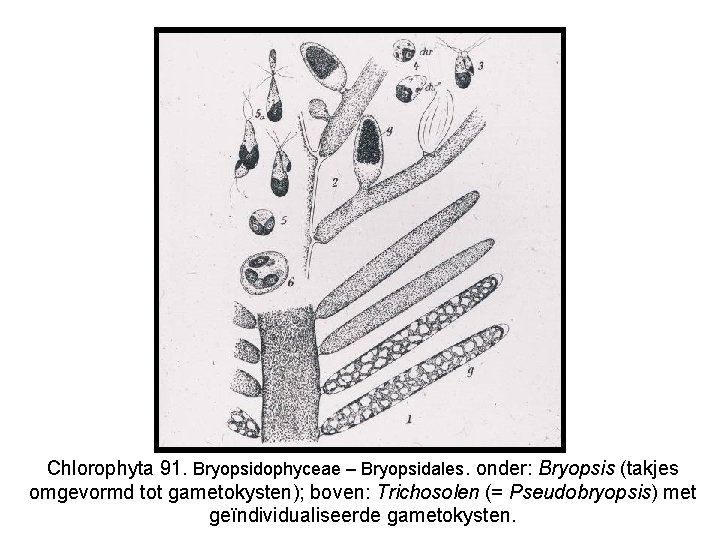 Chlorophyta 91. Bryopsidophyceae – Bryopsidales. onder: Bryopsis (takjes omgevormd tot gametokysten); boven: Trichosolen (=