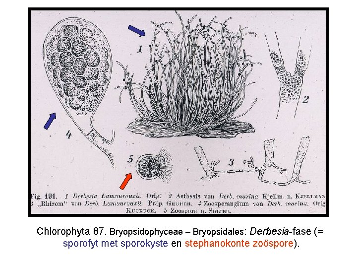 Chlorophyta 87. Bryopsidophyceae – Bryopsidales: Derbesia-fase (= sporofyt met sporokyste en stephanokonte zoöspore). 