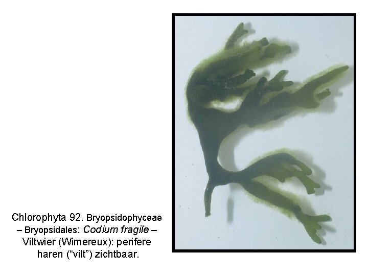 Chlorophyta 92. Bryopsidophyceae – Bryopsidales: Codium fragile – Viltwier (Wimereux): perifere haren (“vilt”) zichtbaar.