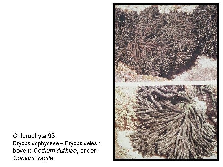 Chlorophyta 93. Bryopsidophyceae – Bryopsidales : boven: Codium duthiae, onder: Codium fragile. 