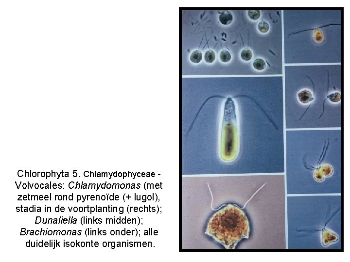 Chlorophyta 5. Chlamydophyceae Volvocales: Chlamydomonas (met zetmeel rond pyrenoïde (+ lugol), stadia in de