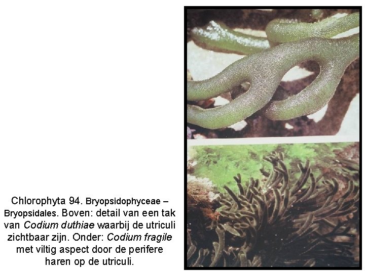 Chlorophyta 94. Bryopsidophyceae – Bryopsidales. Boven: detail van een tak van Codium duthiae waarbij