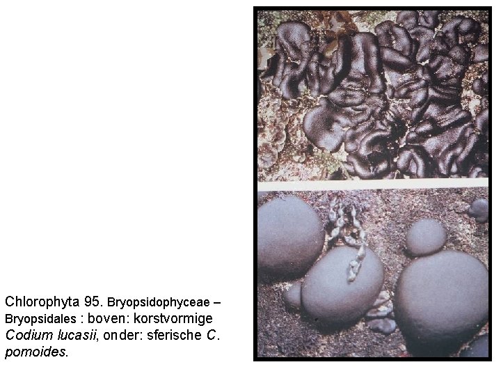 Chlorophyta 95. Bryopsidophyceae – Bryopsidales : boven: korstvormige Codium lucasii, onder: sferische C. pomoides.