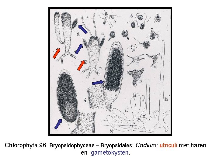 Chlorophyta 96. Bryopsidophyceae – Bryopsidales: Codium: utriculi met haren en gametokysten. 