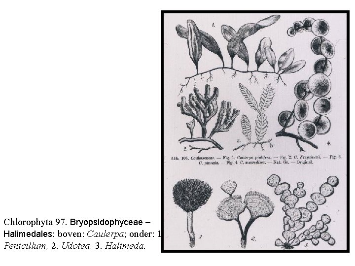 Chlorophyta 97. Bryopsidophyceae – Halimedales: boven: Caulerpa; onder: 1. Penicillum, 2. Udotea, 3. Halimeda.
