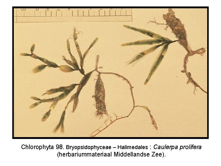 Chlorophyta 98. Bryopsidophyceae – Halimedales : Caulerpa prolifera (herbariummateriaal Middellandse Zee). 