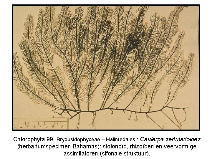 Chlorophyta 99. Bryopsidophyceae – Halimedales : Caulerpa sertularioides (herbariumspecimen Bahamas): stolonoïd, rhizoïden en veervormige