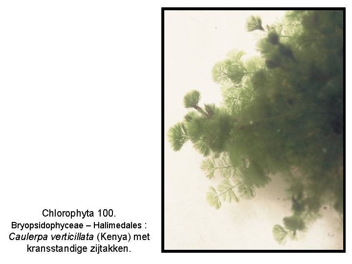 Chlorophyta 100. Bryopsidophyceae – Halimedales : Caulerpa verticillata (Kenya) met kransstandige zijtakken. 