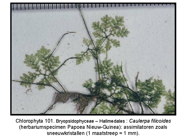 Chlorophyta 101. Bryopsidophyceae – Halimedales : Caulerpa filicoides (herbariumspecimen Papoea Nieuw-Guinea): assimilatoren zoals sneeuwkristallen