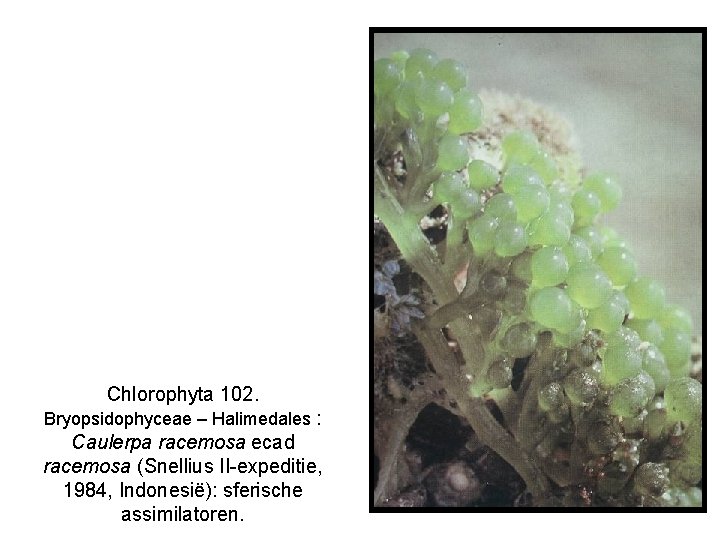 Chlorophyta 102. Bryopsidophyceae – Halimedales : Caulerpa racemosa ecad racemosa (Snellius II-expeditie, 1984, Indonesië):