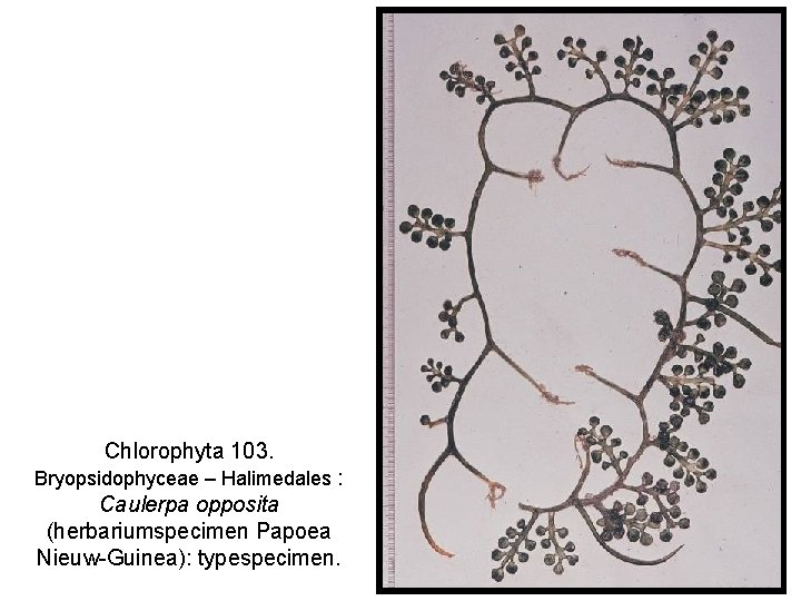 Chlorophyta 103. Bryopsidophyceae – Halimedales : Caulerpa opposita (herbariumspecimen Papoea Nieuw-Guinea): typespecimen. 