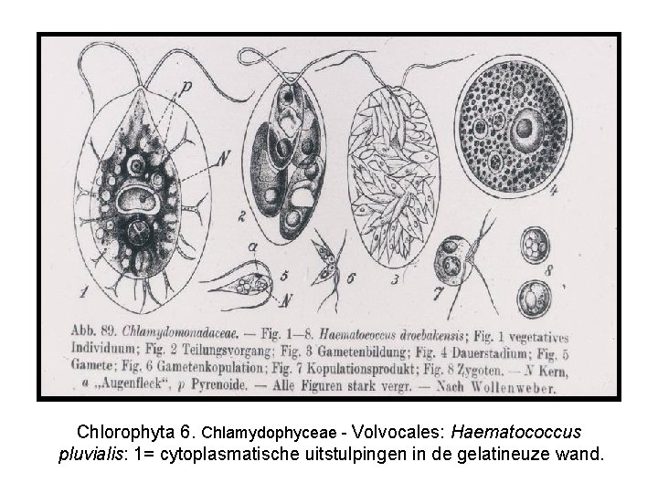 Chlorophyta 6. Chlamydophyceae - Volvocales: Haematococcus pluvialis: 1= cytoplasmatische uitstulpingen in de gelatineuze wand.