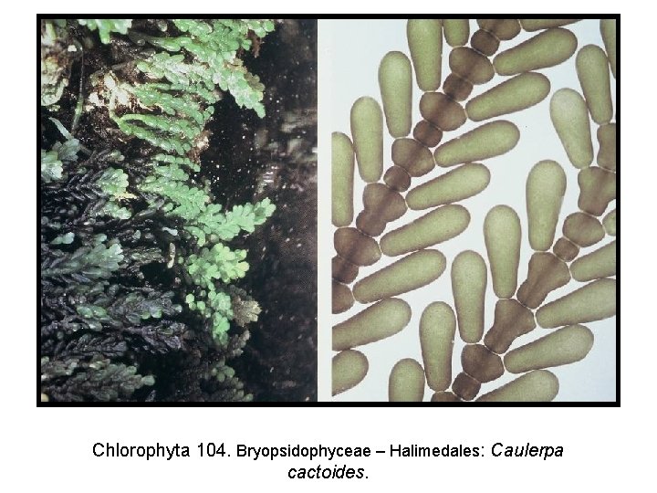 Chlorophyta 104. Bryopsidophyceae – Halimedales: Caulerpa cactoides. 