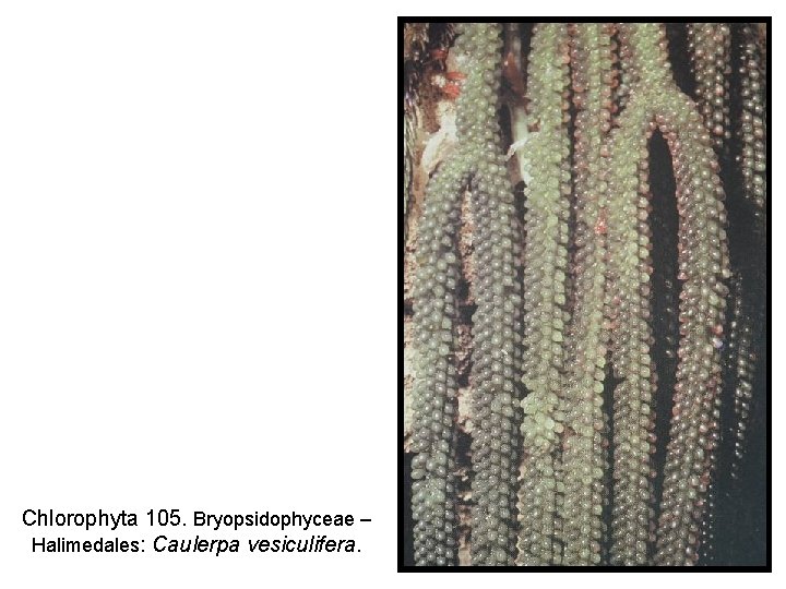 Chlorophyta 105. Bryopsidophyceae – Halimedales: Caulerpa vesiculifera. 