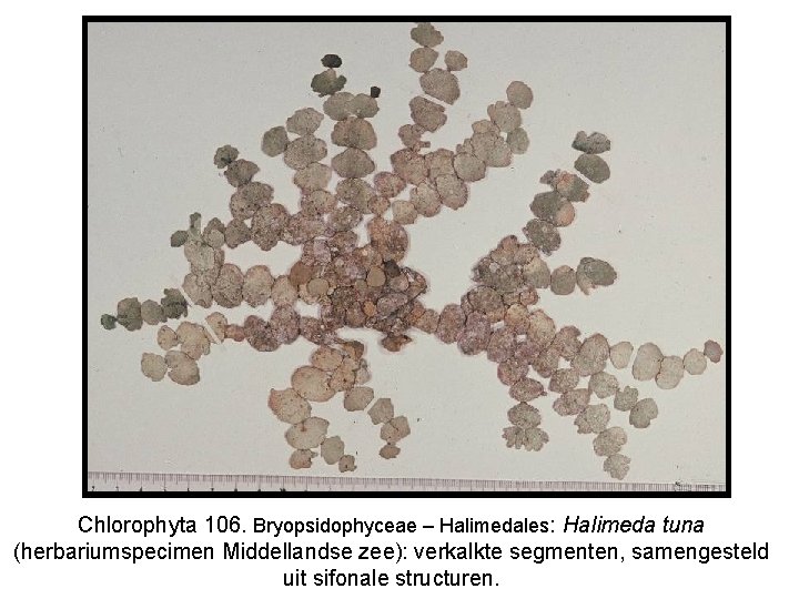 Chlorophyta 106. Bryopsidophyceae – Halimedales: Halimeda tuna (herbariumspecimen Middellandse zee): verkalkte segmenten, samengesteld uit