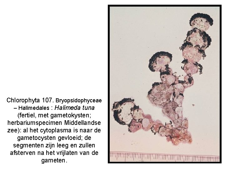 Chlorophyta 107. Bryopsidophyceae – Halimedales : Halimeda tuna (fertiel, met gametokysten; herbariumspecimen Middellandse zee):