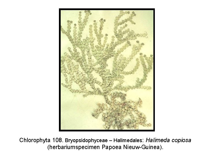 Chlorophyta 108. Bryopsidophyceae – Halimedales: Halimeda copiosa (herbariumspecimen Papoea Nieuw-Guinea). 